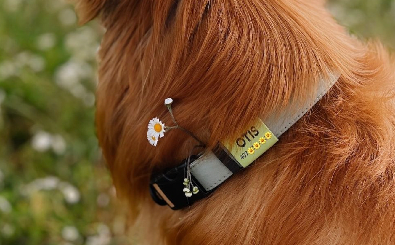 Noiseless Slide-on Dog ID Tag